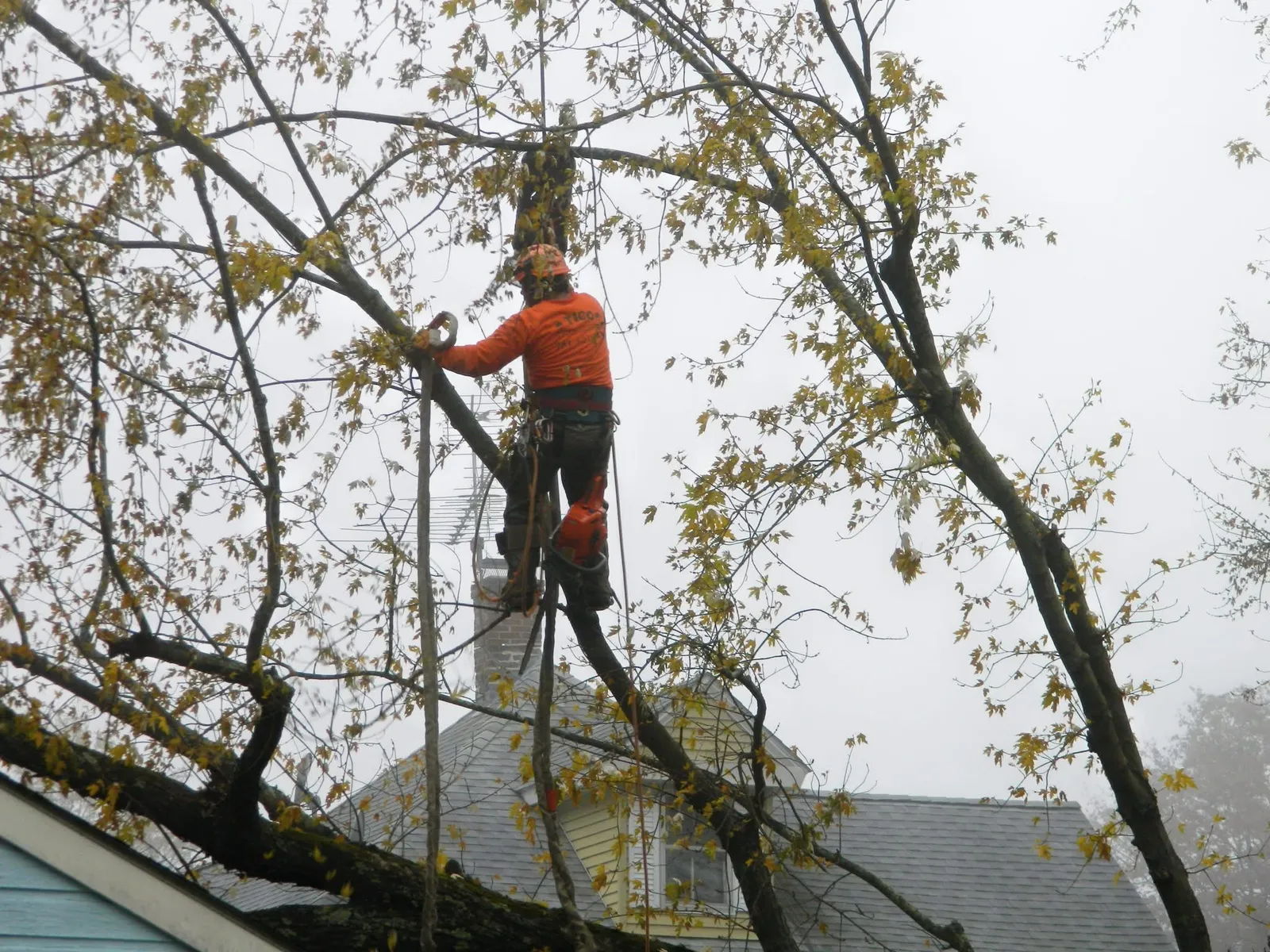 Tico Tree Service researched project photo