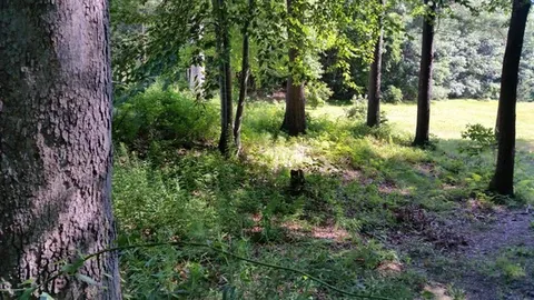 Before brush mowing under and around trees.