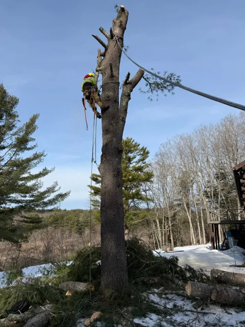 work photo from saldanatreeserviceslandscaping.com