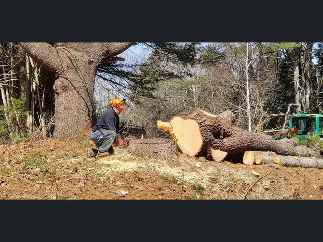 KB Tree Services, Inc. work photo