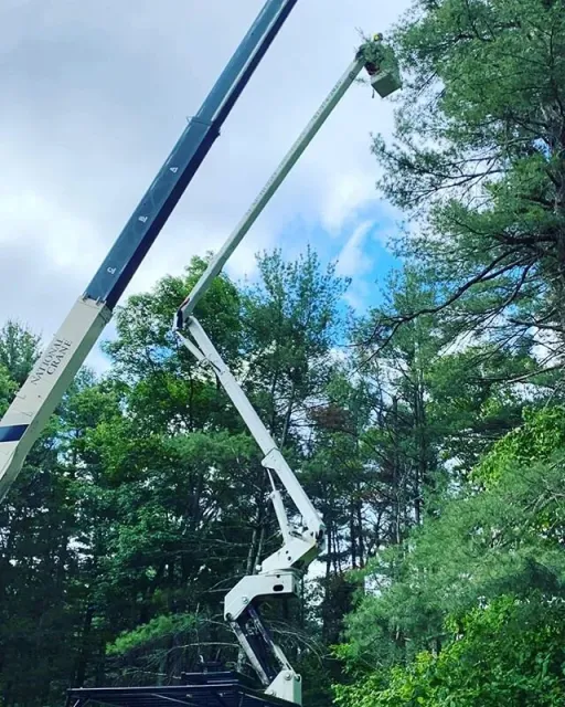 work photo from mchugotreeservice.com
