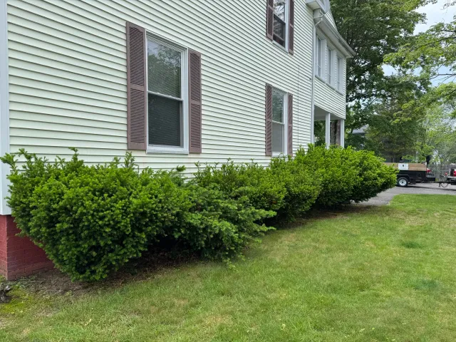 Bushes Before Trimming