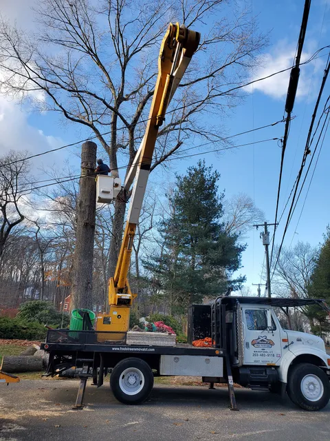Fred's Tree Removal LLC work photo