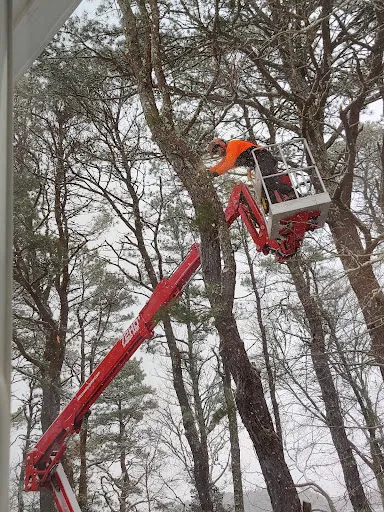 Cape Cod Tree Care work photo