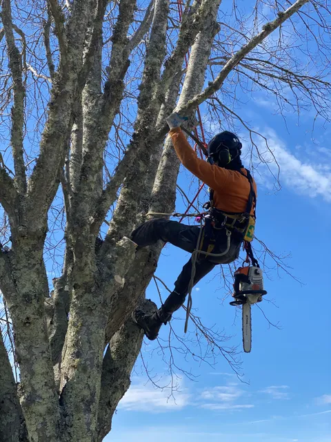 Oasis Tree Care work photo