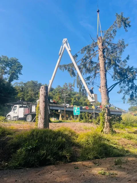 A tree being cut down with a utility bucket truck and a cherry picker in use. The tree has the top portion removed, and workers are visible in the bucket work to cut or remove branches.