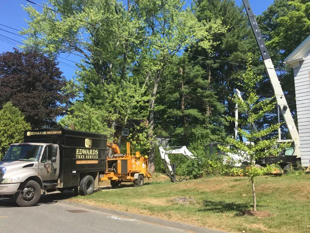 Edwards Tree Services work photo