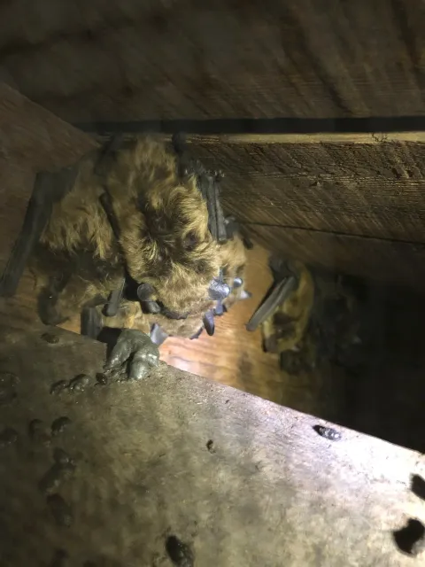 work photo from wmwildliferemoval.com