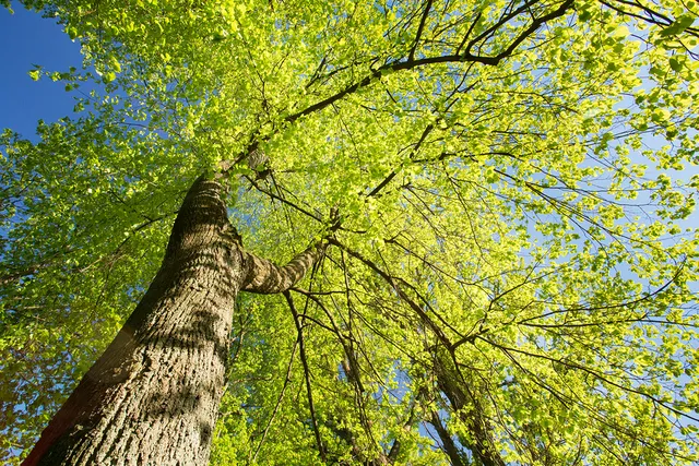 American Tree Care LLC work photo