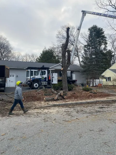 work photo from adantreeservices.com