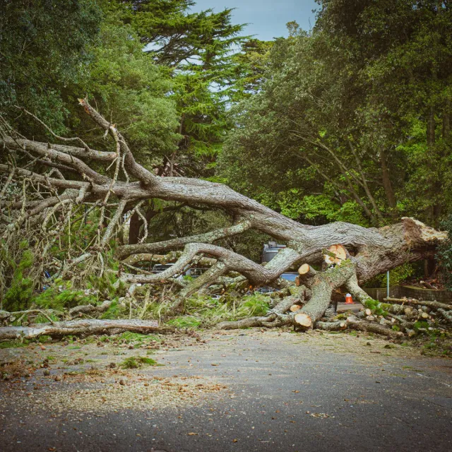 Emergency tree removal services in Connecticut, offering fast and reliable tree removal in hazardous conditions. We safely remove fallen or damaged trees to prevent property damage. Serving Bloomfield, Windsor, Hartford, West Hartford, Simsbury, Granby, and surrounding areas.