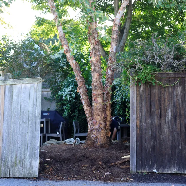 River Birch Tree & Fence Removal