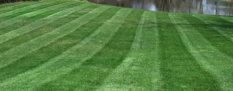 Spring Fertilization Tips