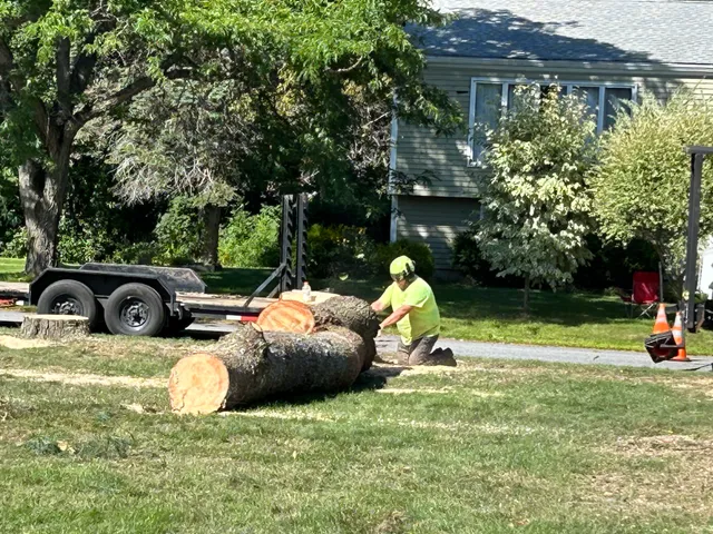 Pinnacle Tree Professional Arborists work photo