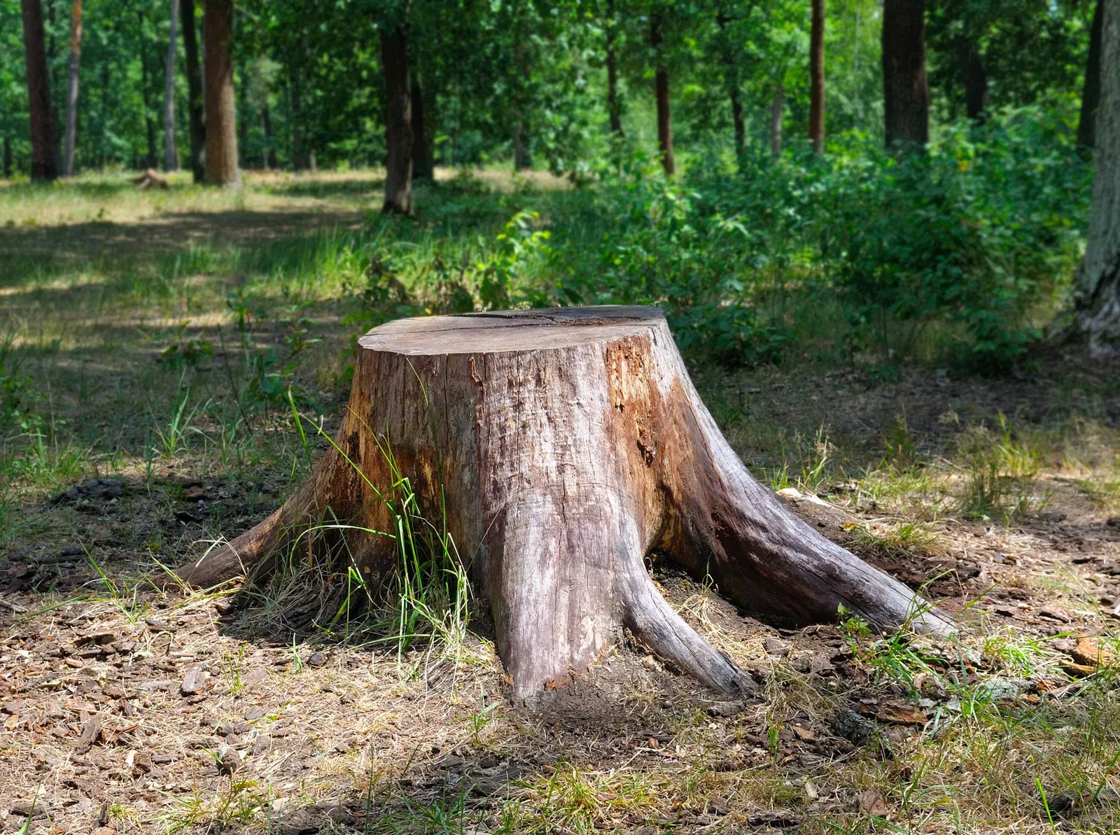 Tree maintenance services by Notch Your Average Tree Service, showcasing professional tree care and trimming techniques.