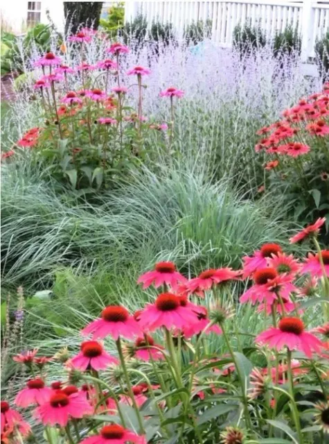 86 main meadow.jpg