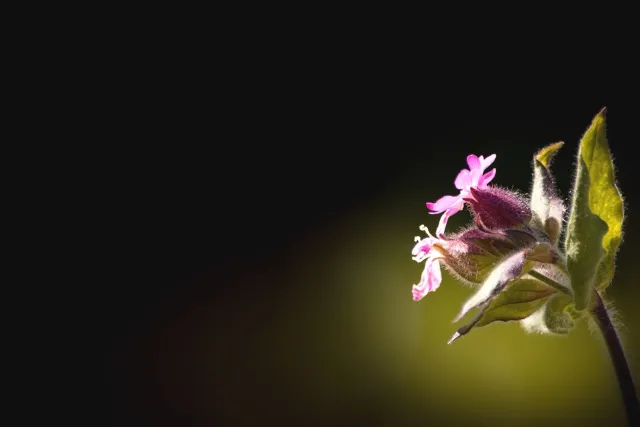 Black+Flower+upper+left.jpg