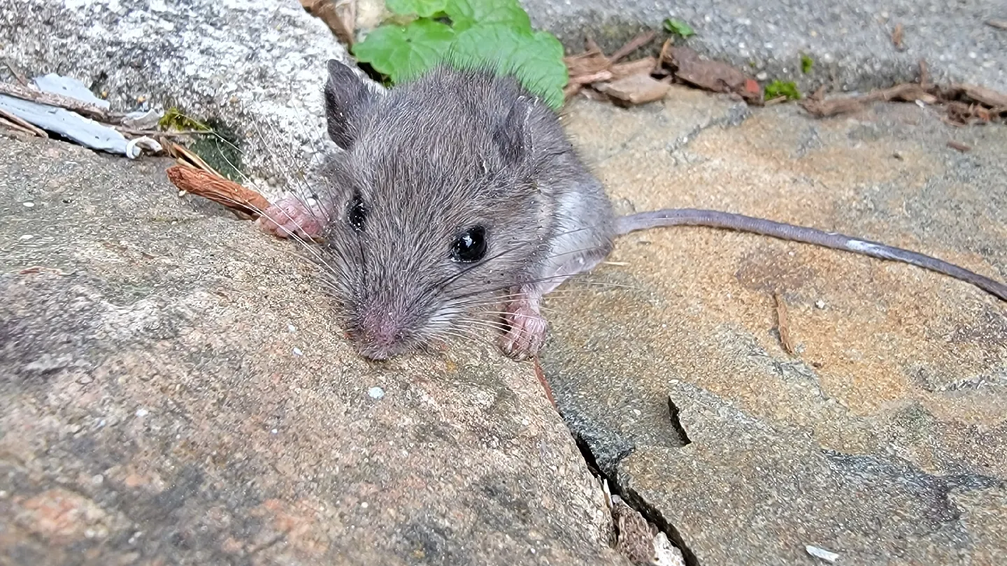Best Mice Proofing Solutions