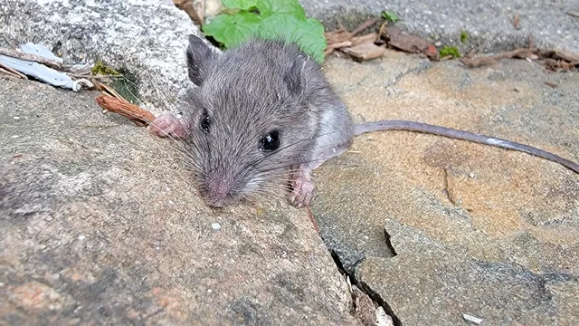 Best Mice Proofing Solutions