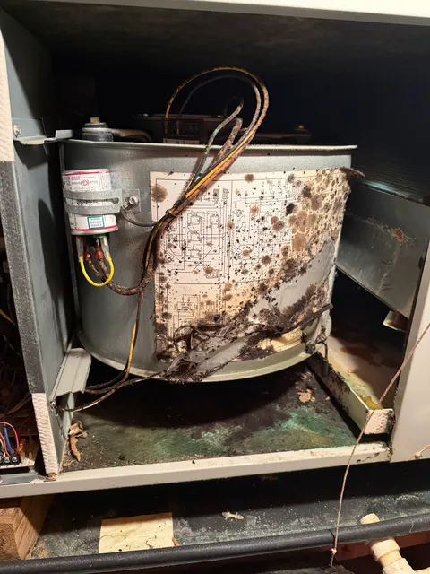 Elite Home & Mold Inspections