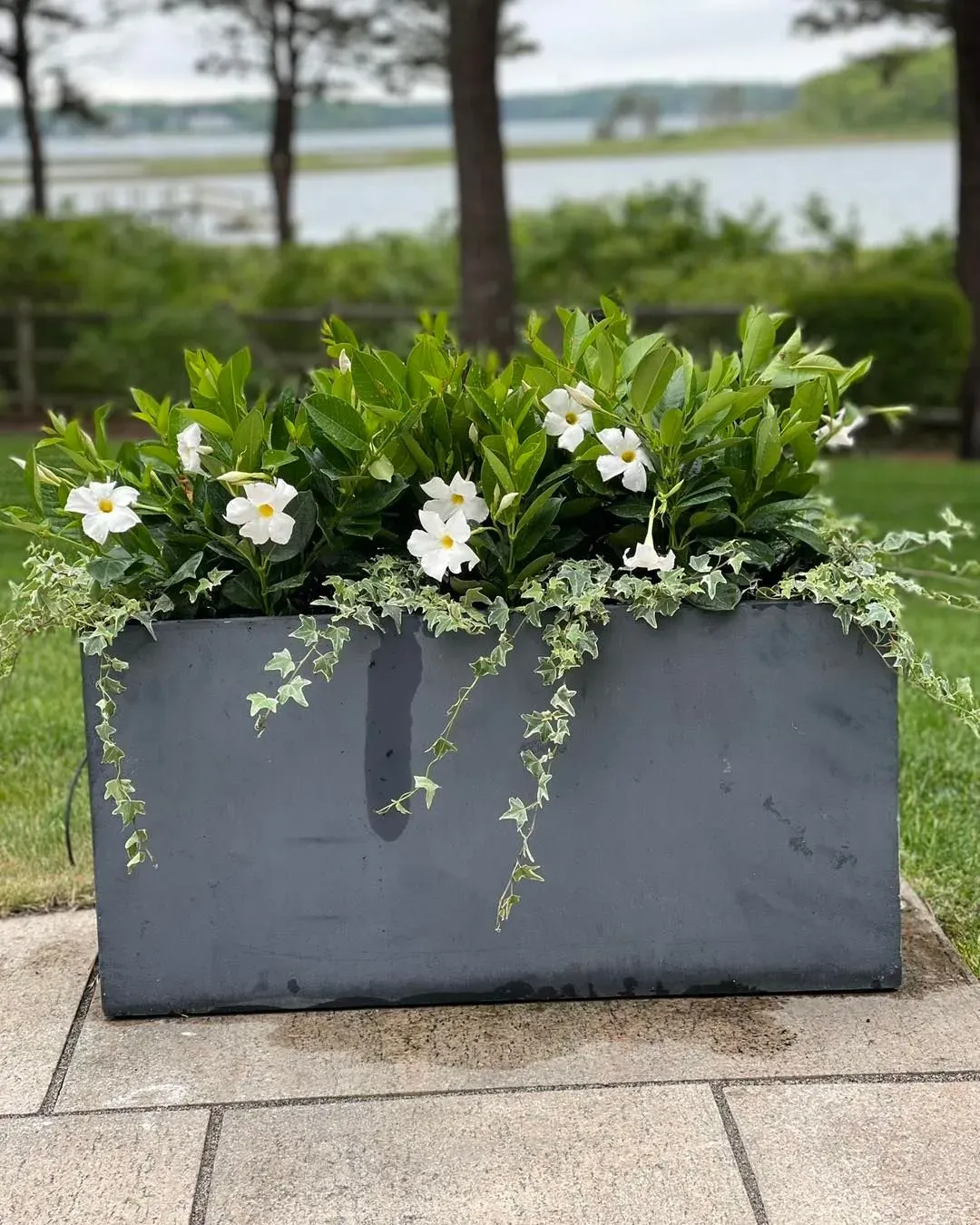 Gray rectangular planter overflowing with green foliage and white flowers, outdoors.
