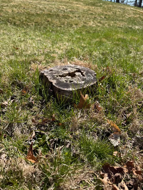 Tri-Son Stump Grinding researched project photo