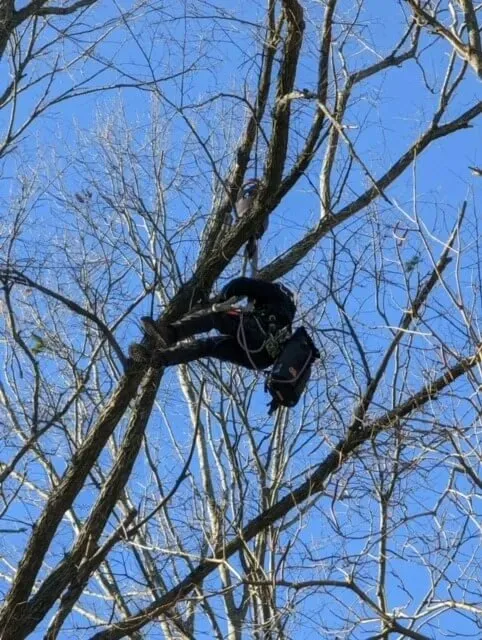 work photo from treetechinc.net