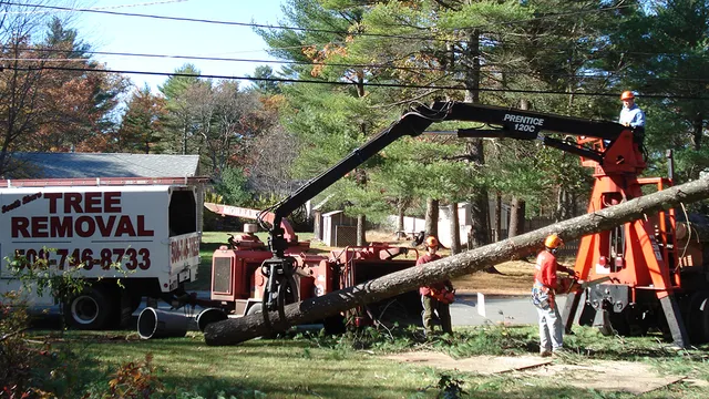 South Shore Tree Removal Inc. work photo