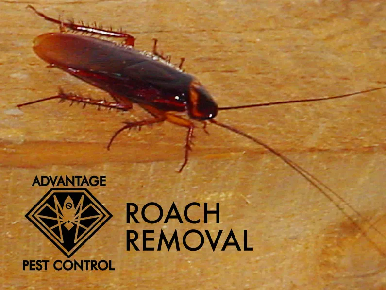 work photo from advantagepestcontrolinc.com