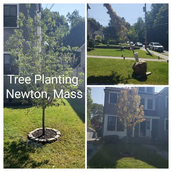 Tree planting in Newton, Mass., with a young tree in a grassy yard and workers in a residential area