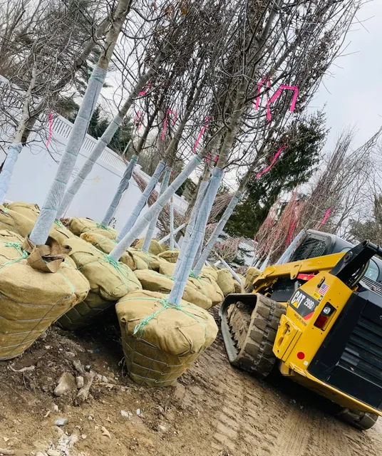 Tree protection and professional landscaping work