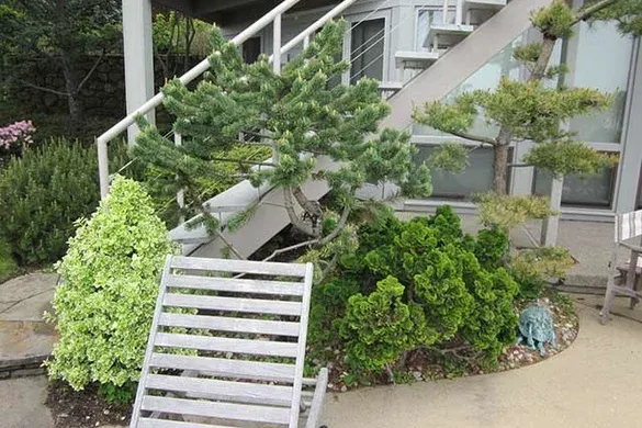 Entry planting of sculpted pines and dwarf conifers beside a stair