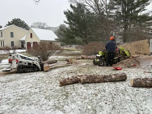 Portsmouth Tree Service work photo