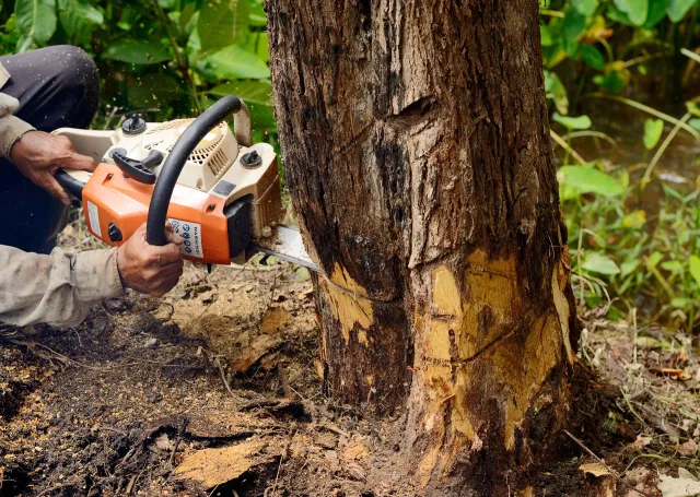 work photo from jptreeservices.net