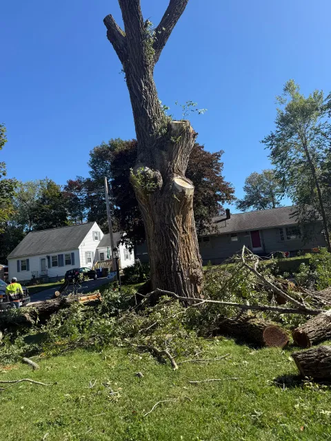 work photo from saldanatreeserviceslandscaping.com