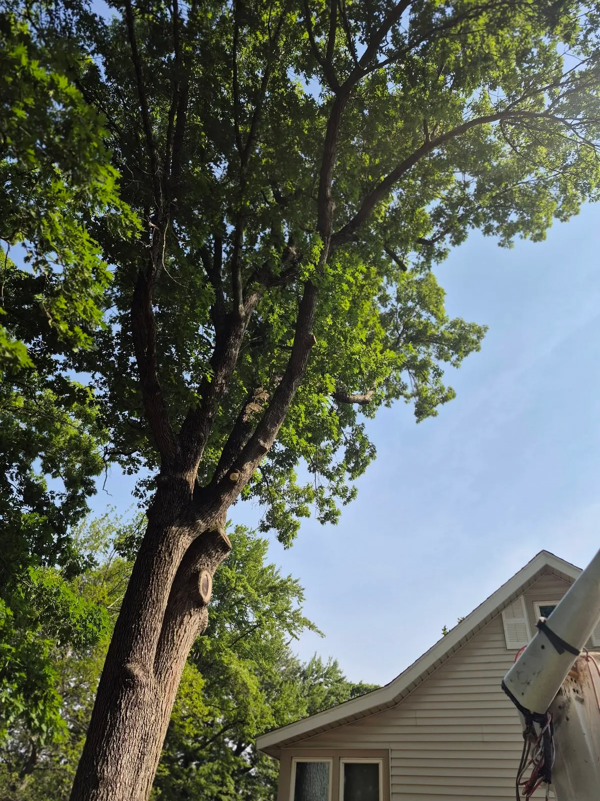 Branch Manager Tree Service
