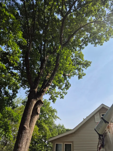 Branch Manager Tree Service