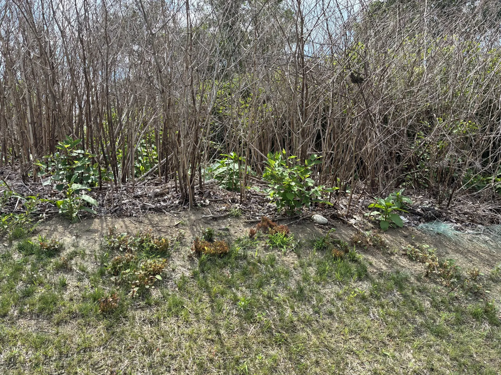 work photo from invasiveweedcontrol.com