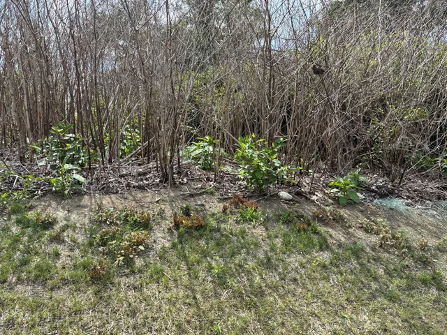 work photo from invasiveweedcontrol.com