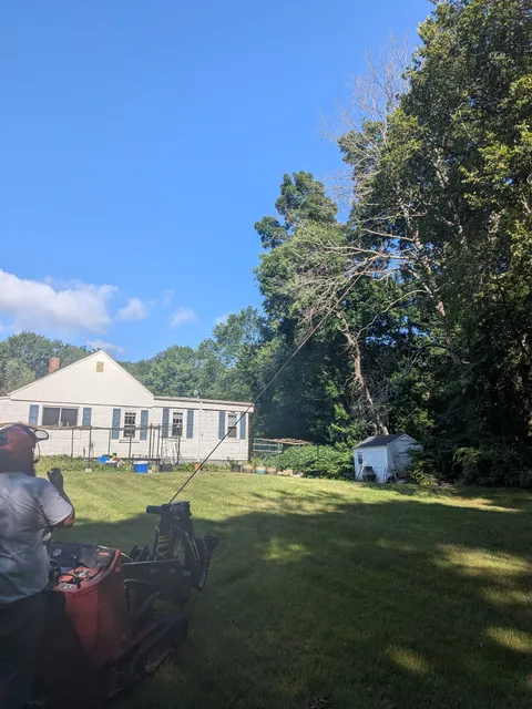 Little Tree Company LLC