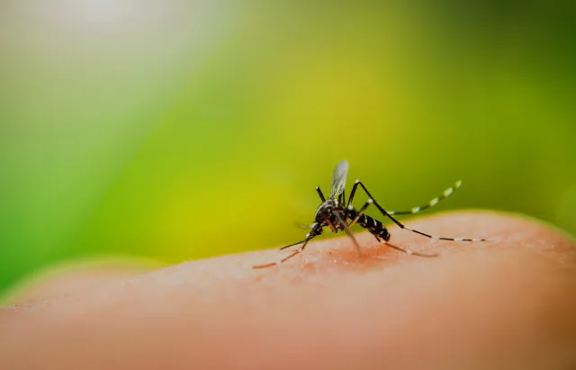 Mosquito Control Services