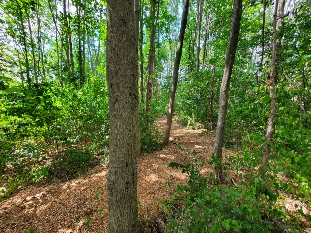 A path in the middle of a forest with trees and leaves on the ground.