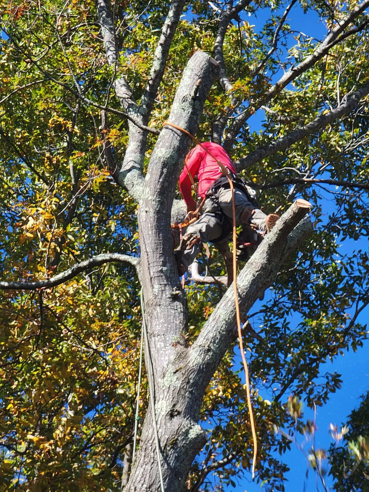 Diamond Landscaping & Tree Services