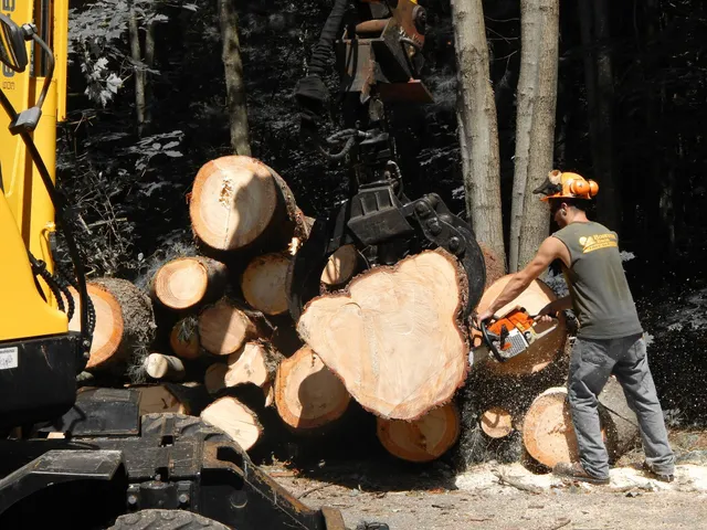 Boisvert Brothers Tree Services work photo