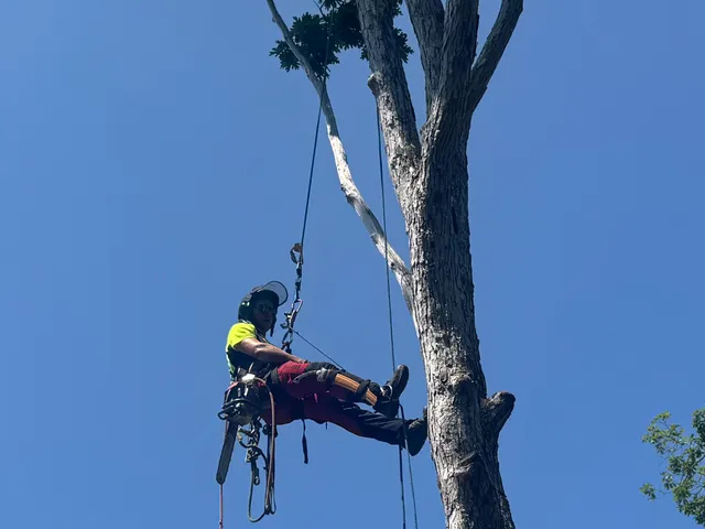 Granite State Arborists LLC work photo
