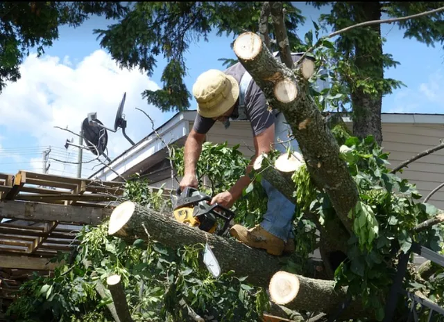 J&J Tree And Landscaping work photo