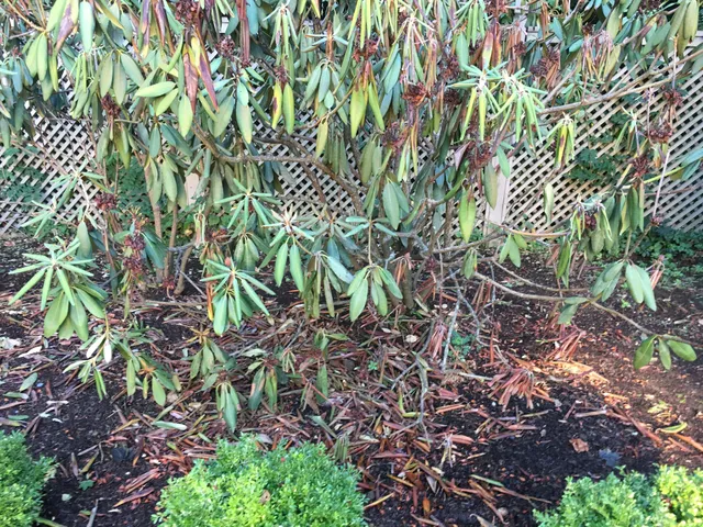 Plant Health Service researched project photo