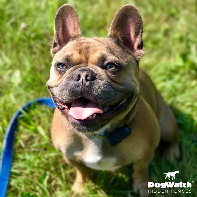 work photo from dogwatchsystems.com