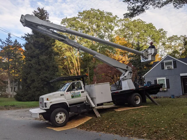 Budget Tree and Stump Removal work photo