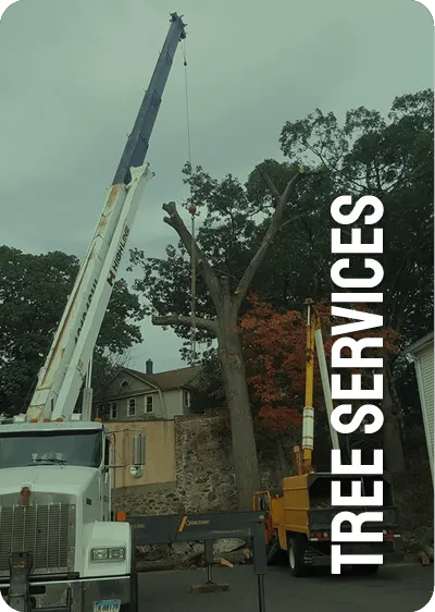 TREE SERVICES